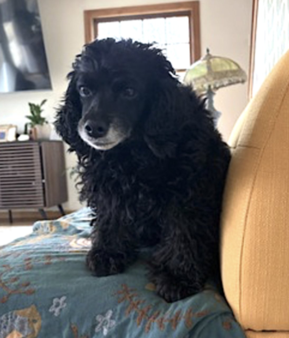 HARLEY - Cockapoo available for adoption