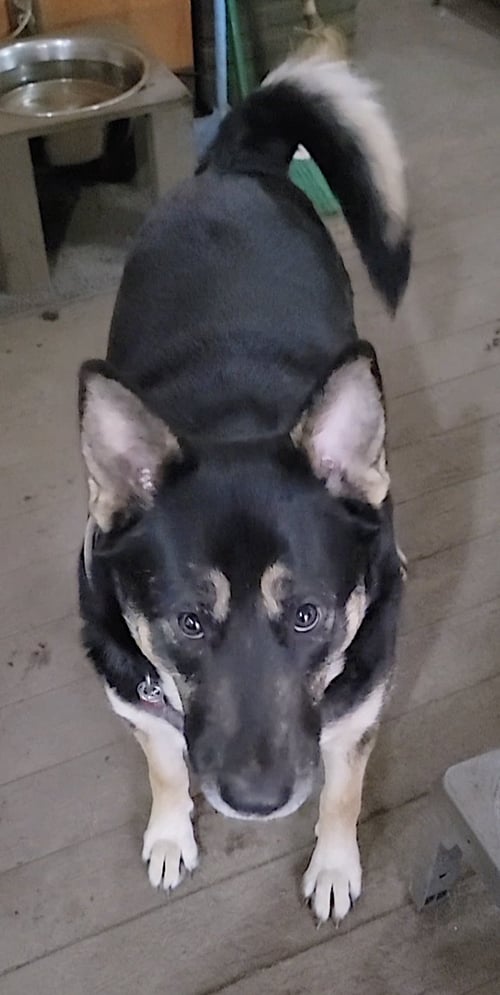 BRONAGH - German Shepherd Dog / Siberian Husky available for adoption