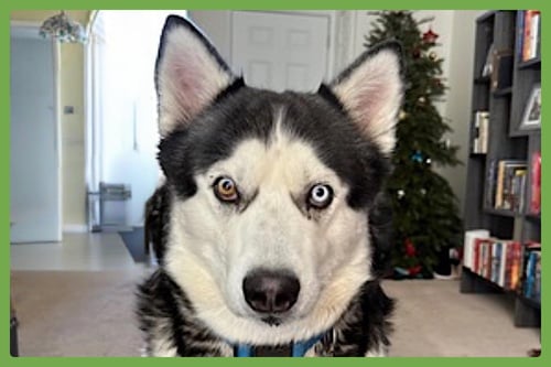 APOLLO - Siberian Husky available for adoption