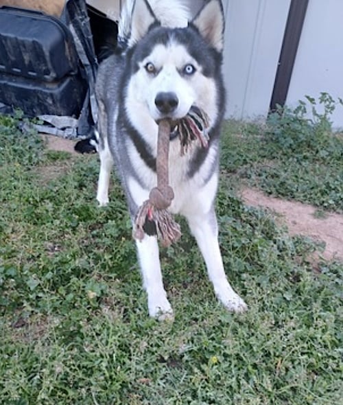 APOLLO - Siberian Husky available for adoption