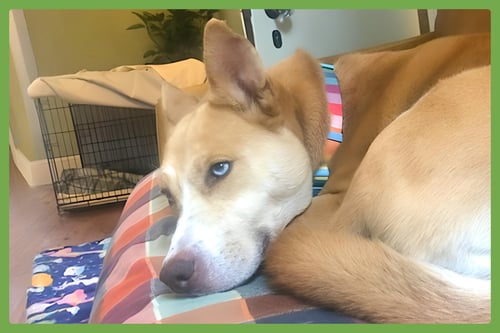 STELLA - Siberian Husky / Shepherd available for adoption