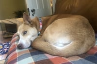 Stella - Photo 7