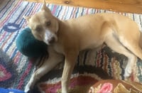 Stella - Photo 6