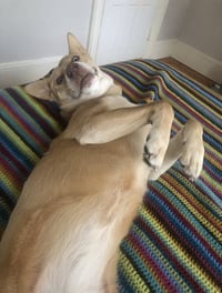 Stella - Photo 5