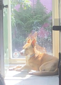 Stella - Photo 8