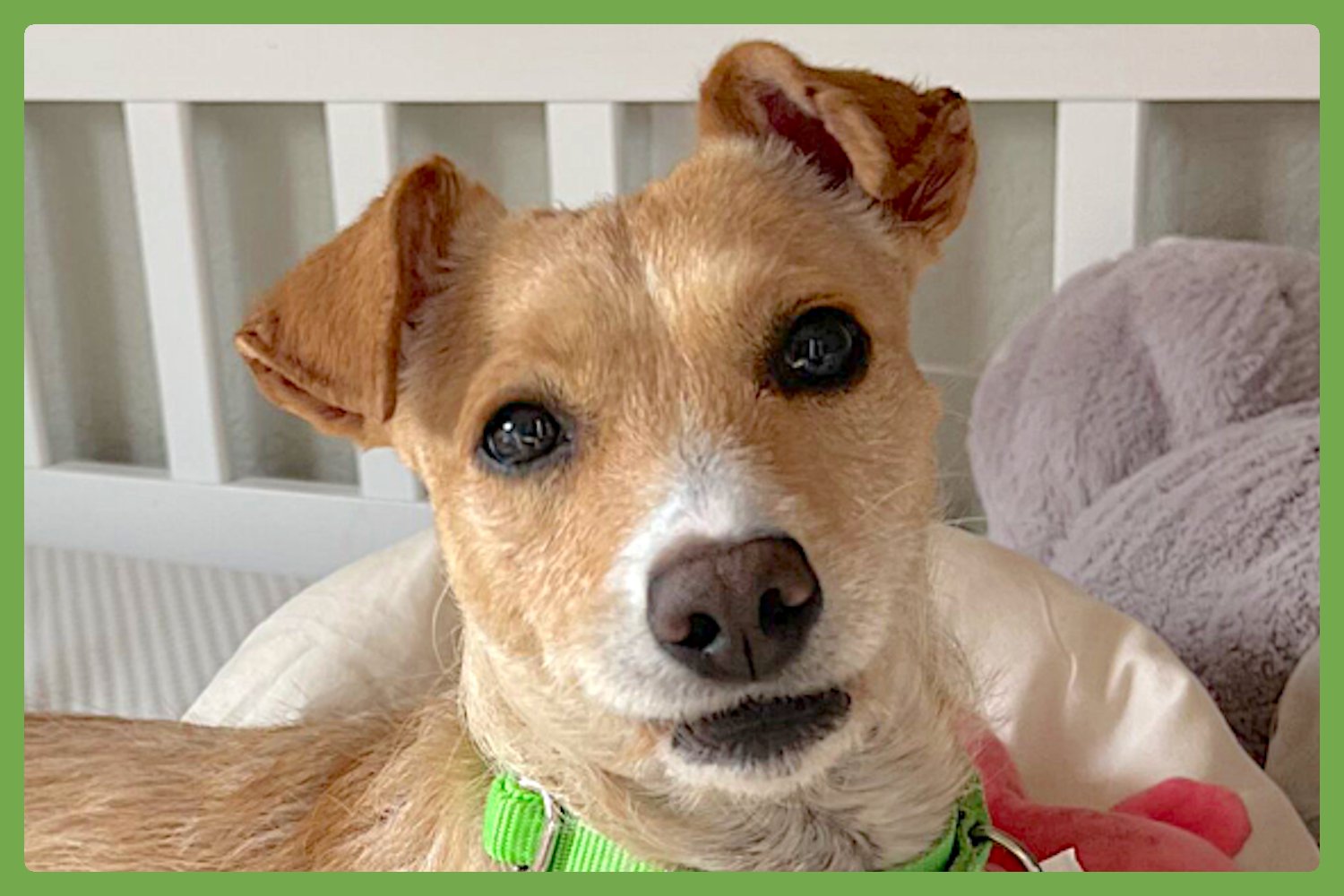 RITA - Terrier / Jack Russell Terrier available for adoption