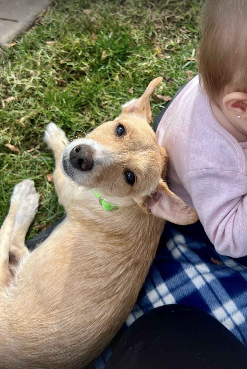 RITA - Terrier / Jack Russell Terrier available for adoption