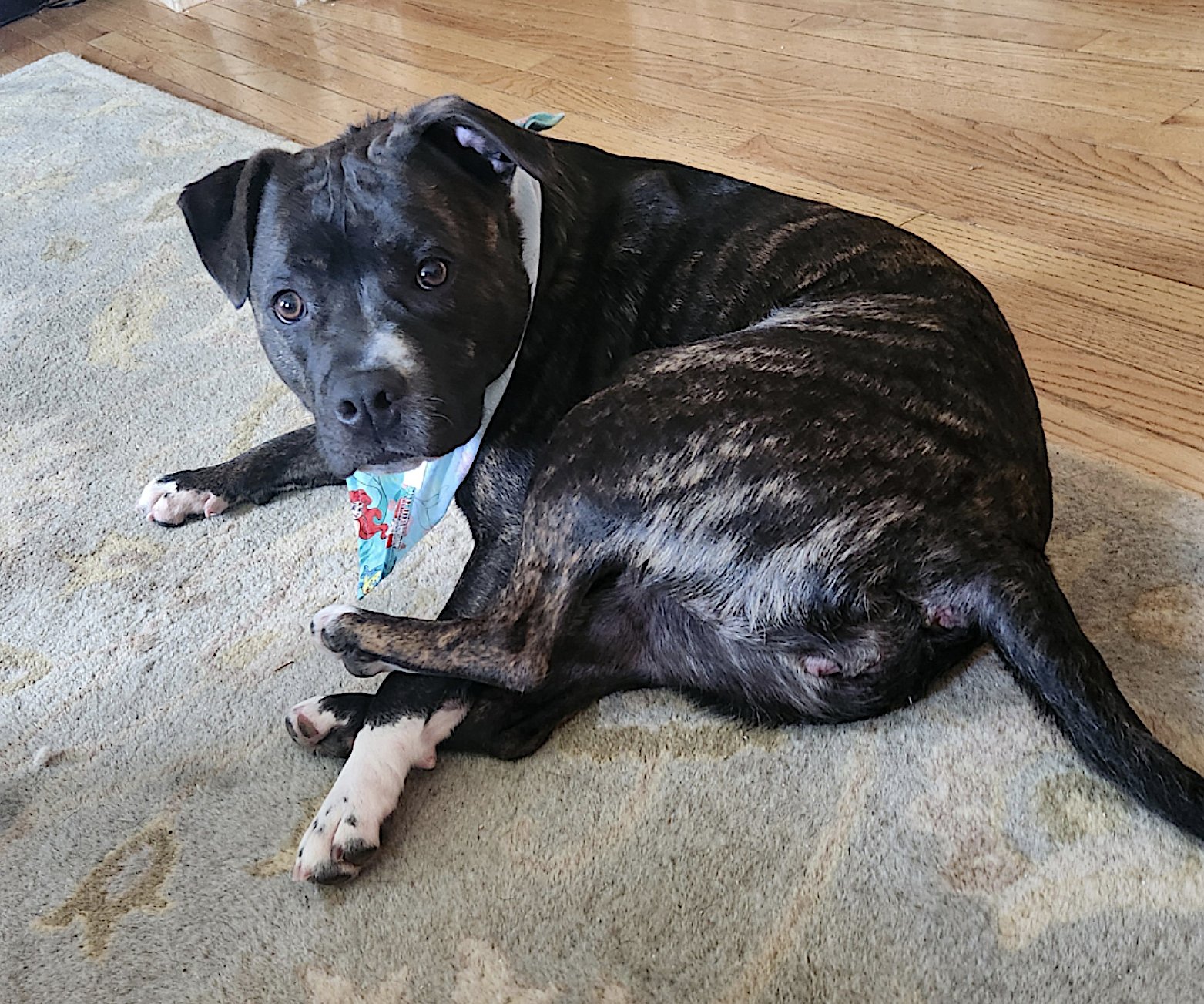 BELLA - American Pit Bull Terrier available for adoption