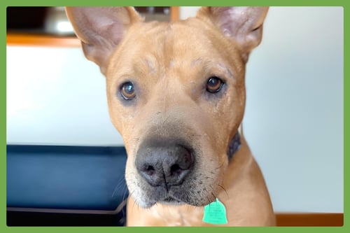 BRANDY - American Pit Bull Terrier available for adoption
