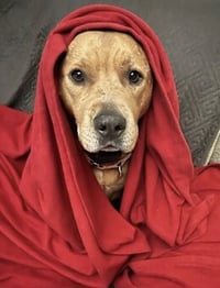 Brandy - Photo 4