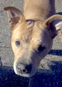 Brandy - Photo 7