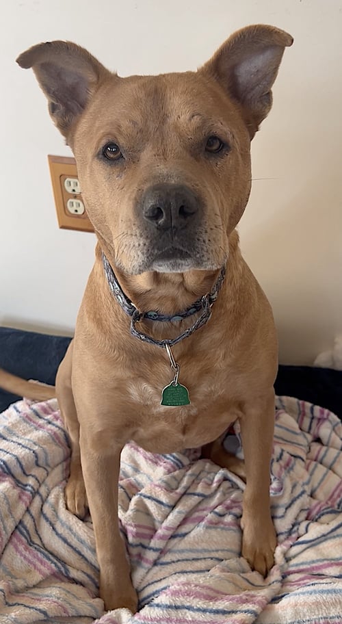 BRANDY - American Pit Bull Terrier available for adoption
