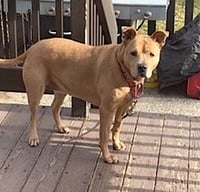 Brandy - Photo 9