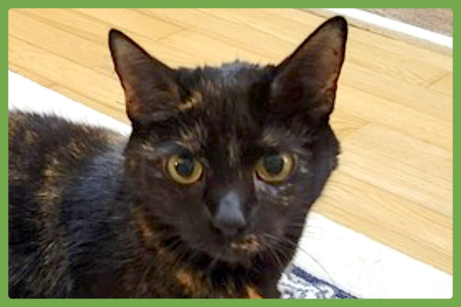 ROSIE - Domestic Short Hair available for adoption