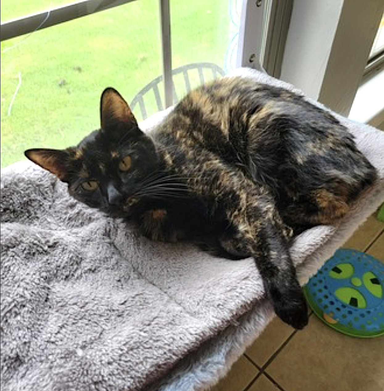 ROSIE - Domestic Short Hair available for adoption