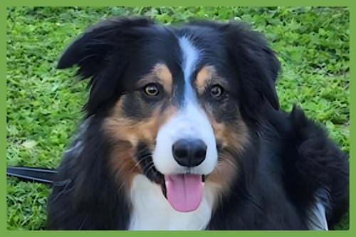 DARBY - Border Collie available for adoption