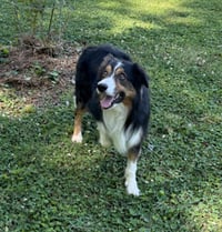 Darby - Photo 2