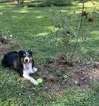 Darby - Photo 3