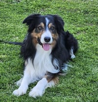 Darby - Photo 4