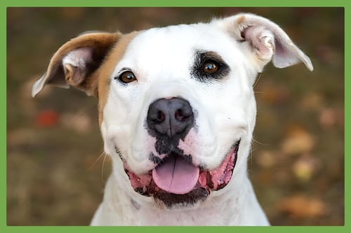 BRYCE - Pit Bull Terrier available for adoption