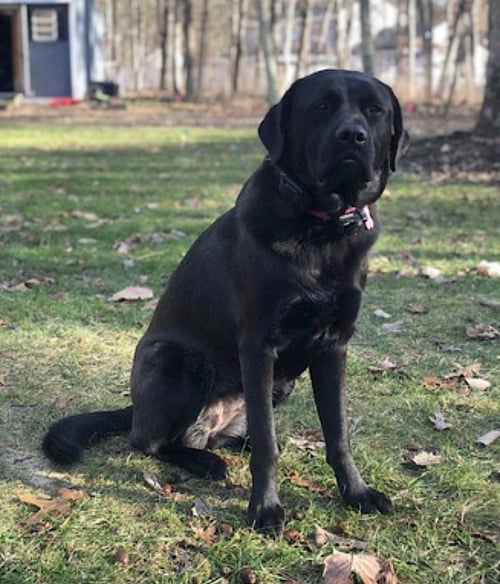 LUCY - Great Pyrenees / Labrador Retriever available for adoption