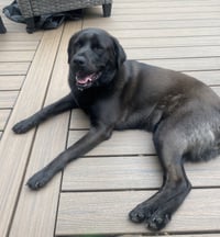 Lucy - Photo 3