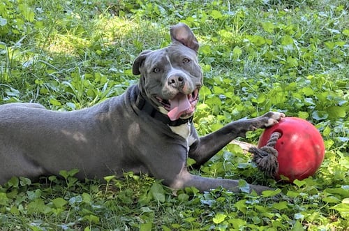BLUE - American Pit Bull Terrier available for adoption