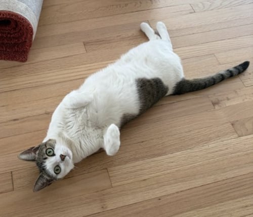 NABI - Domestic Short Hair available for adoption