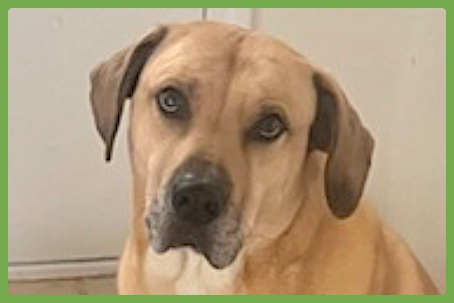 CHULO - Labrador Retriever / Mastiff available for adoption