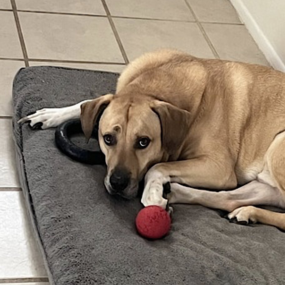 CHULO - Labrador Retriever / Mastiff available for adoption
