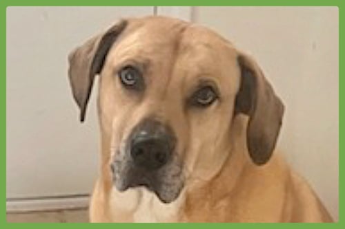 CHULO - Mastiff / Labrador Retriever available for adoption