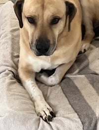 Chulo - Photo 5