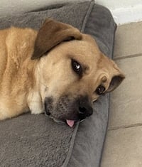 Chulo - Photo 3