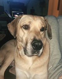 Chulo - Photo 4