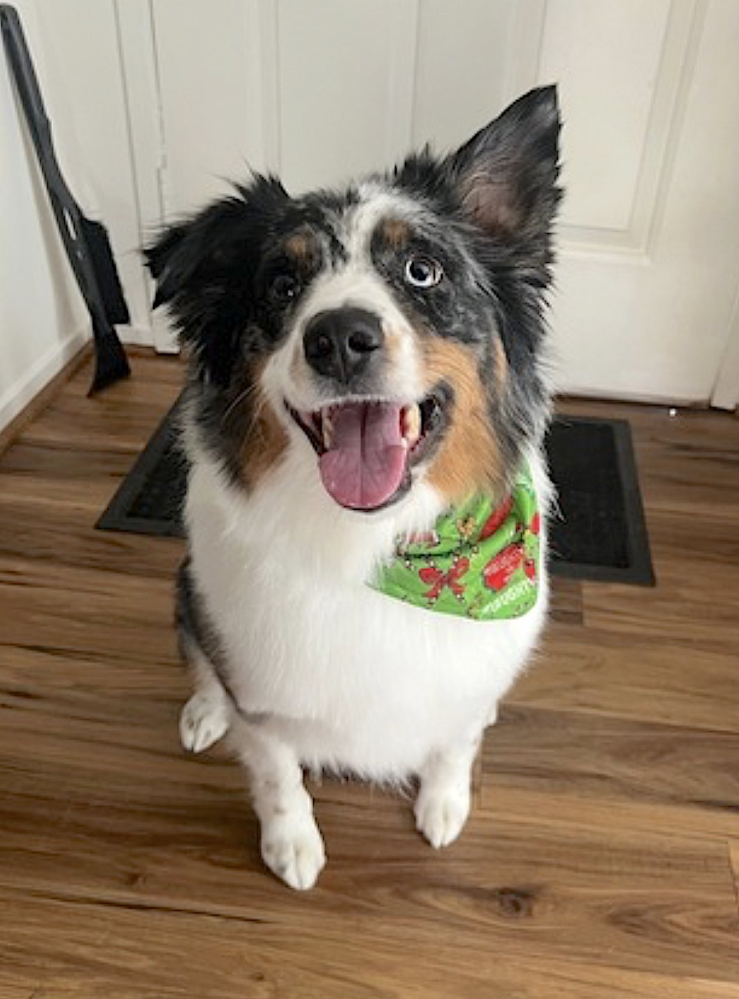 TOKYO - Australian Shepherd available for adoption
