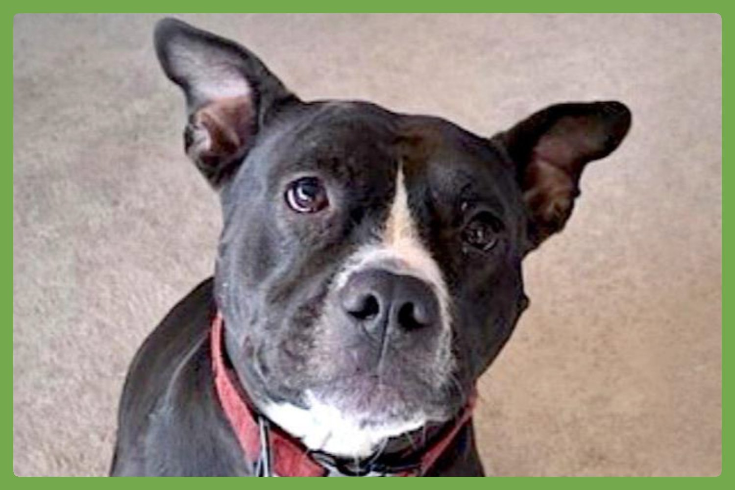 DAISY - American Staffordshire Terrier available for adoption