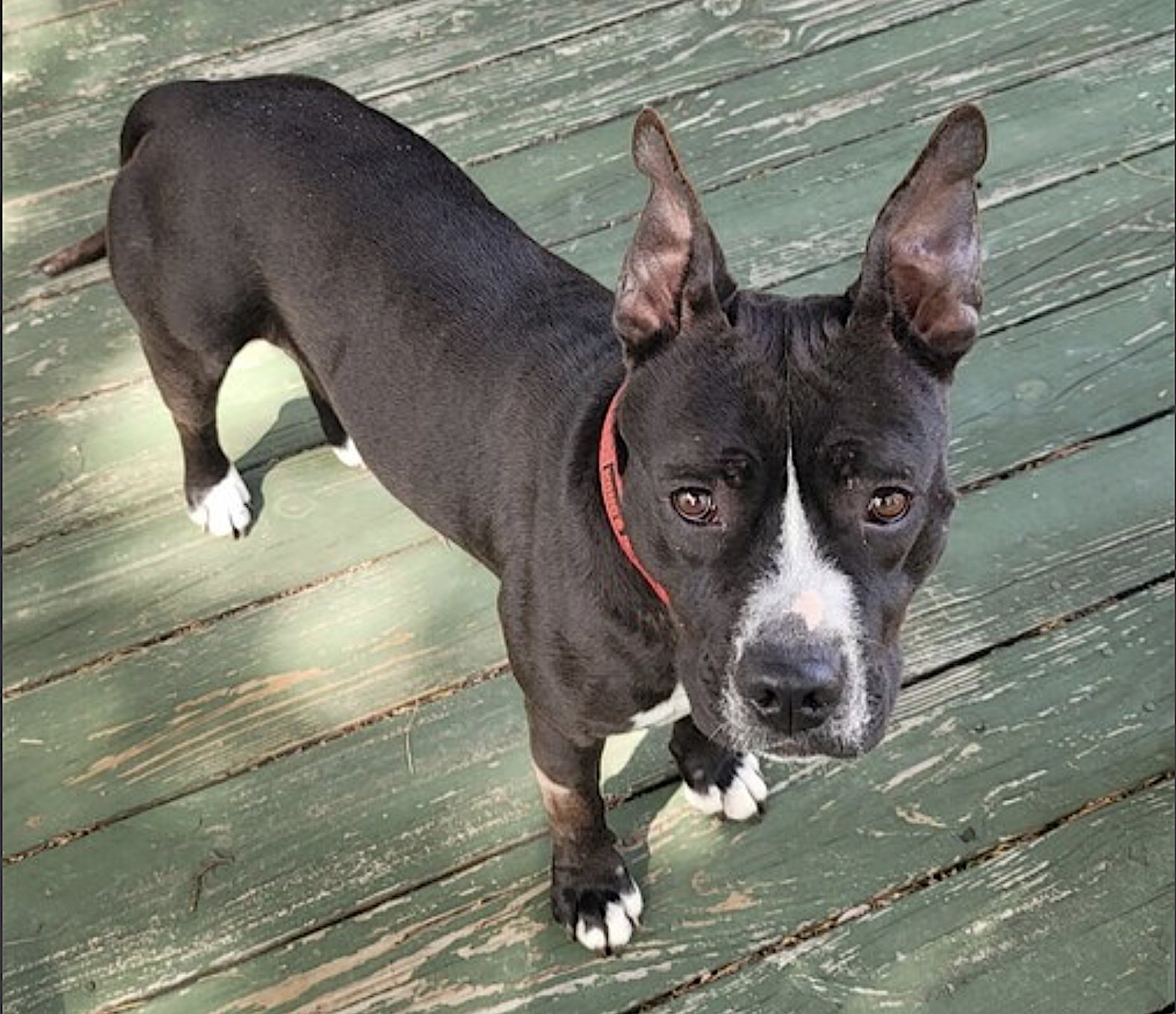 DAISY - American Staffordshire Terrier available for adoption