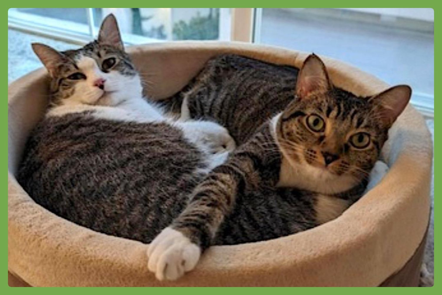 HEIDI AND IVY - Domestic Short Hair available for adoption