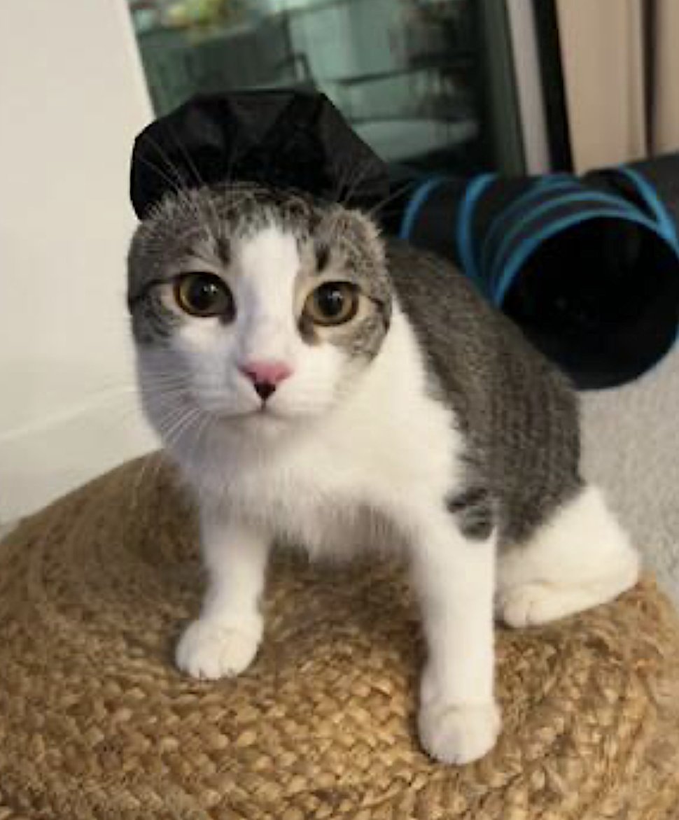 HEIDI AND IVY - Domestic Short Hair available for adoption