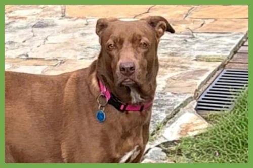 PATTY - Labrador Retriever / Hound available for adoption