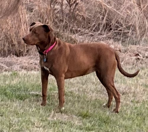 PATTY - Labrador Retriever / Hound available for adoption