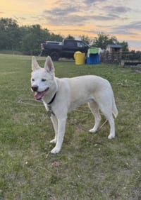Buddy - Photo 6