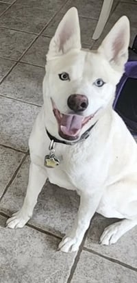 Buddy - Photo 7