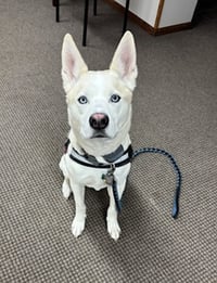 Buddy - Photo 5