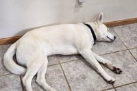 Buddy - Photo 4