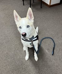 Buddy - Photo 2