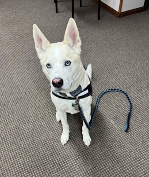 BUDDY - Siberian Husky / Shepherd available for adoption