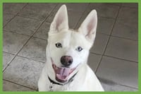 Buddy - Photo 1