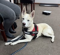 Buddy - Photo 3