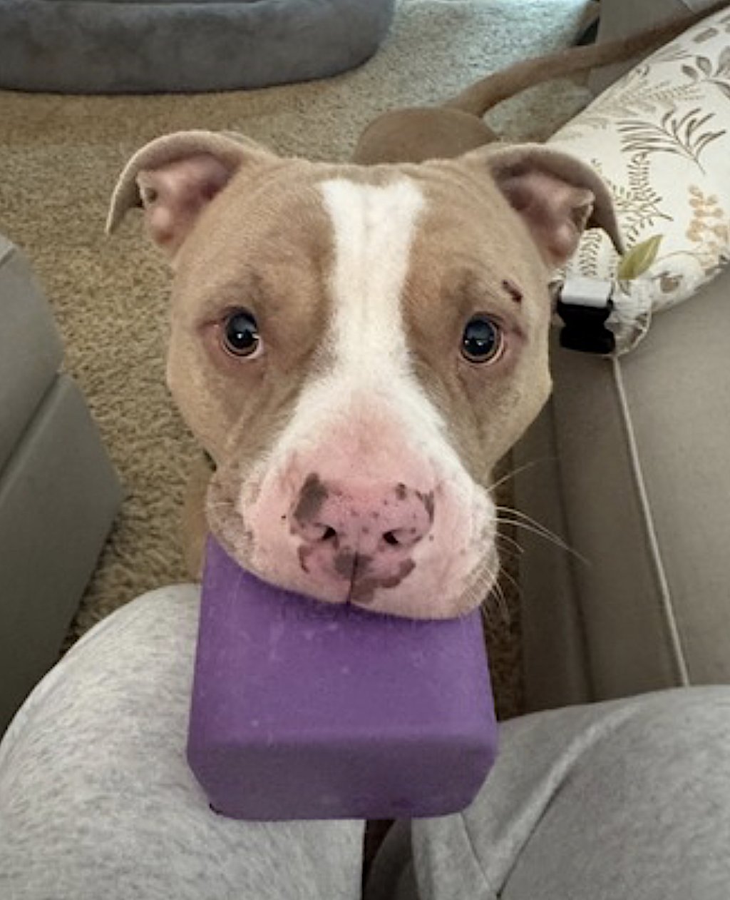 MAXIMUS - American Pit Bull Terrier available for adoption